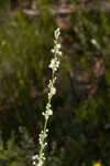 Florida beargrass